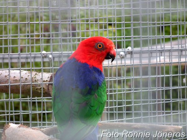 Kungsparakit (Alisterus amboinensis buruensis)